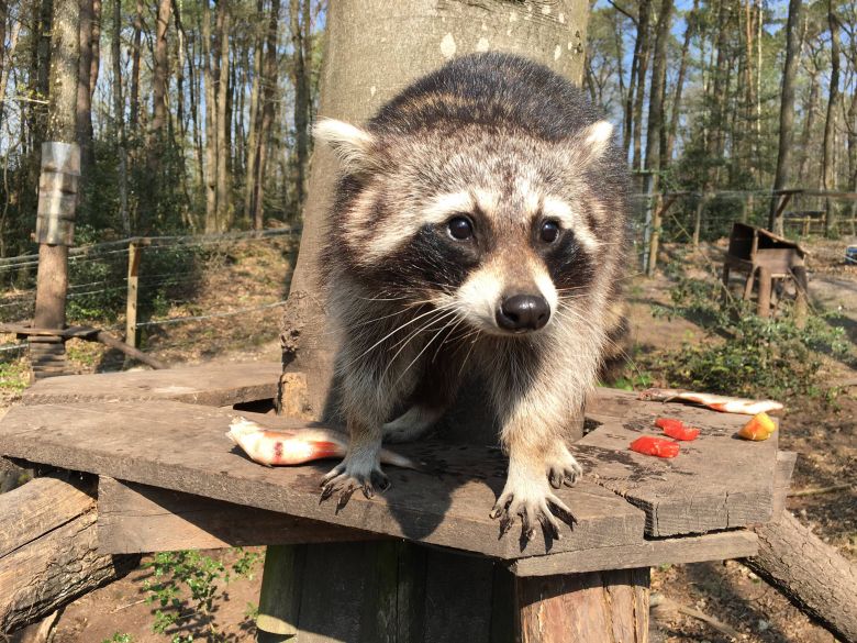 Les ratons laveurs profitent de la fermeture du zoo pour s'activer encore plus autour de leurs jeux préférés / © Daniel Samulczyk / France Télévisions