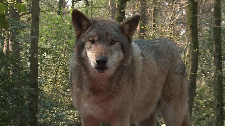 Le loup gris d'Europe, un animal fascinant à observer, une rencontre toujours singulière avec le roi de la forêt / © Daniel Samulczyk / France Télévisions