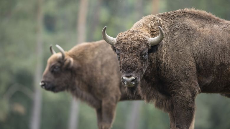 Une grande variétés d'espèces, ici le bison d'Europe, sont présentées au parc animalier / © Document remis