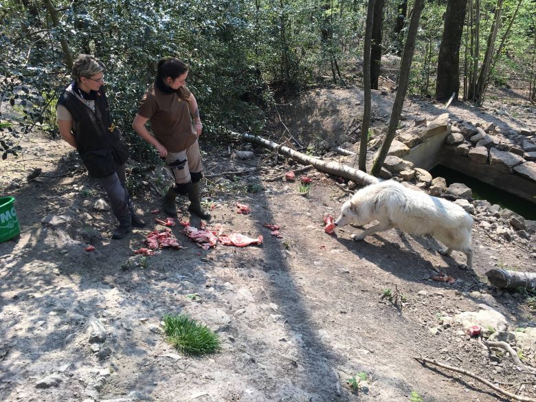 Les loups arctiques apprécient la paix des lieux quand le visiteur se fait plus rare, les soigneurs partagent également des moments précieux / © Daniel Samulczyk / France Télévisions
