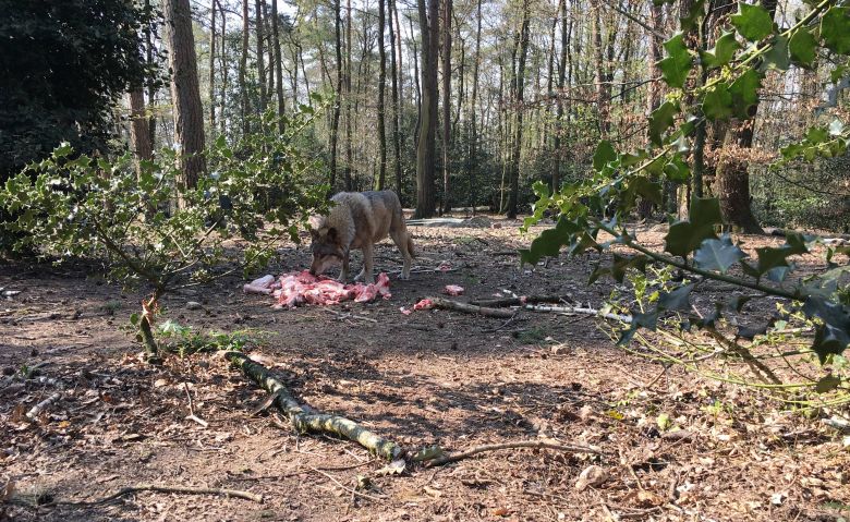 Le parc Argonne Découverte, caché dans la forêt, abrite une meute de loups gris d'Europe, l'attraction depuis quelques années / © Daniel Samulczyk / France Télévisions