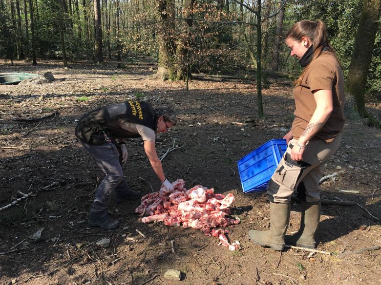 Les bouchers des villages voisins fournissent des restes de viande pour le repas des loups, servi par Coralie et Orlane, les soigneuses du parc. / © Daniel Samulczyk / France Télévisions