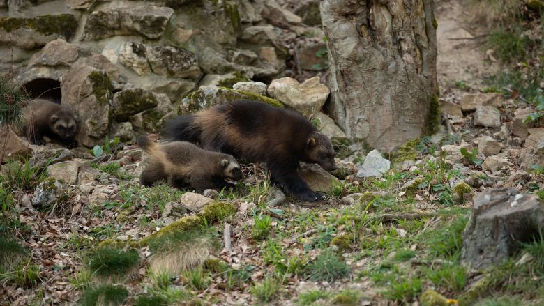 Les deux bébés gloutons auprès de leur maman / © Document remis