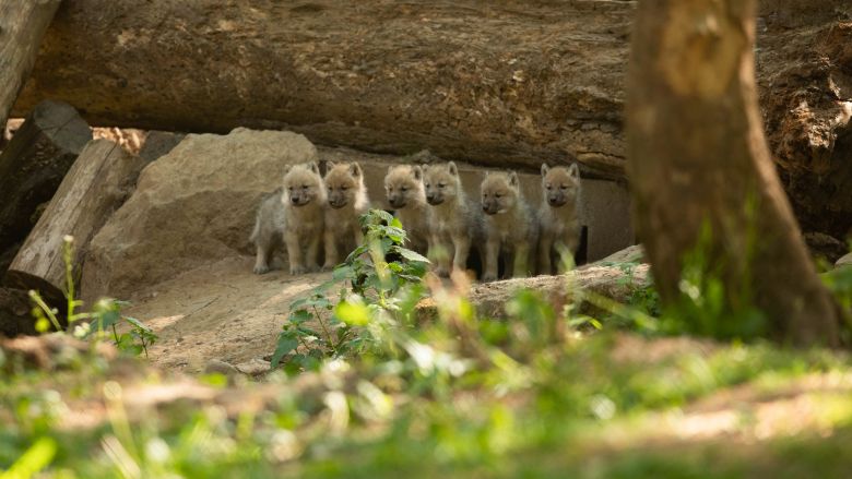 La famille des loups arctiques s'est agrandie avec la naissance de six louveteaux / © Document remis