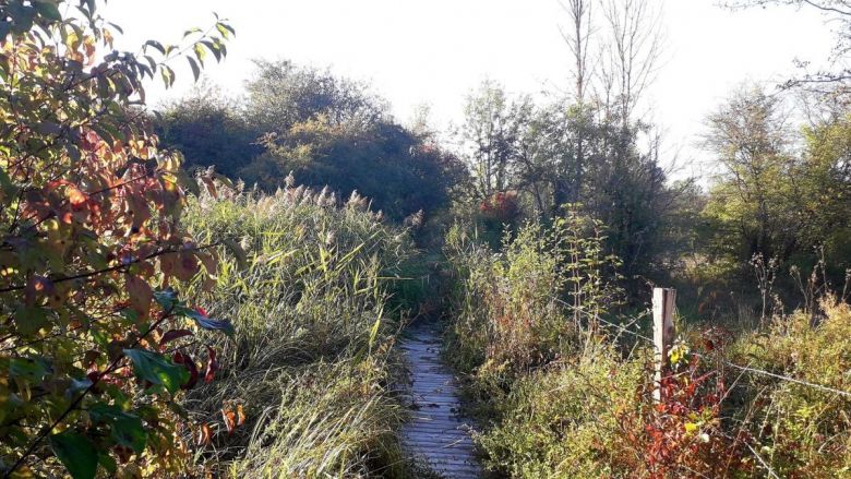 Le sentier des rainettes au cœur de la réserve naturelle de Reuves dans la Marne. / © Céline Lang / France Télévisions