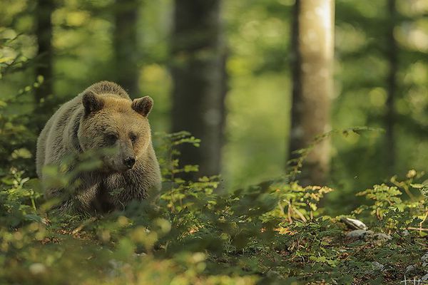 Un ours photographié par Teddy Bracard lors d'un séjour en Slovénie