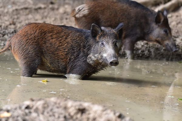 Le parc Nature Sauvage des Lacs compte 40 animaux de la faune sauvage, parmi lesquels des sangliers, des daims, des cerfs, mais aussi des autruches et des émeus.