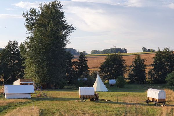 Autour du campement : des vaches et des ânes / Ardennes, août 2020