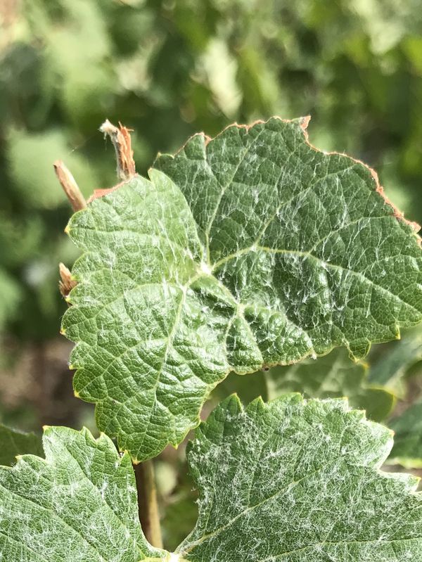 La feuille de pinot meunier a cette particularité d'avoir comme un "duvet" naturel sur ses feuilles