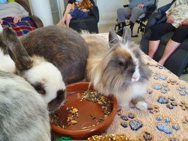 Les petits animaux de l'Arche vont quelquefois à la rencontre du public dans des Ehpads, des maisons de retraite, pour une autre approche de l'animal