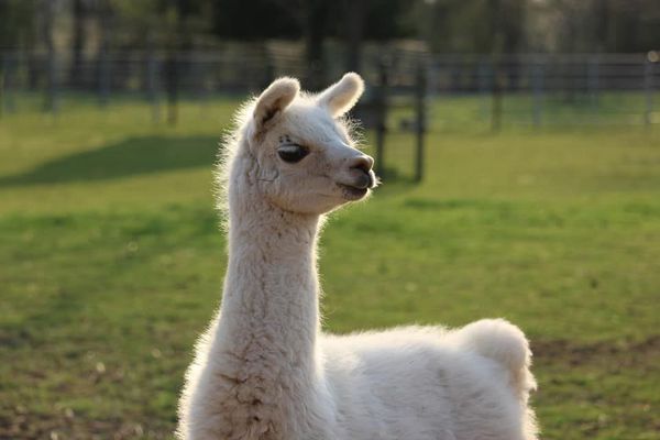 L'impala profite des grands espaces autour de la ferme pédagogique de l'Arche de Noé à Eteignières