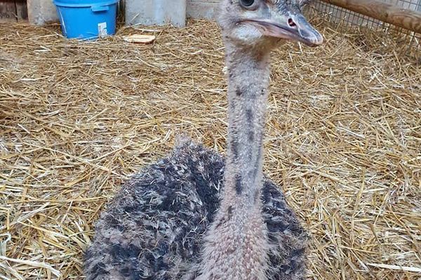 La famille des autruches est bien représentée dans le petit parc ardennais