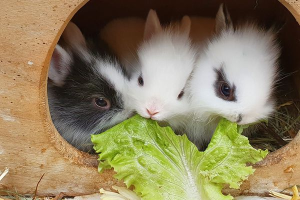 Vivons bien, vivons cachés : restez chez vous en période de Covid