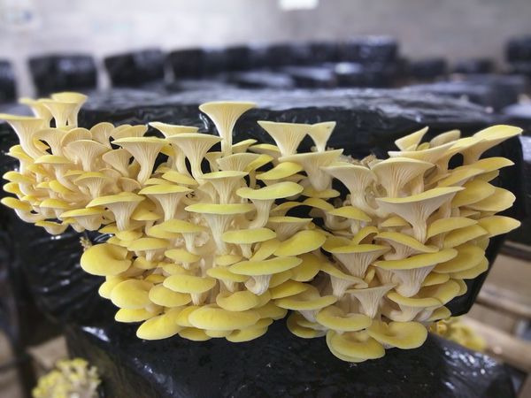 Les pleurotes jaunes sont des champignons huîtres dorés, comestible à branchies. Originaire de l'est de la Russie, du nord de la Chine et du Japon, ce champignon se trouve à Cussangy.
