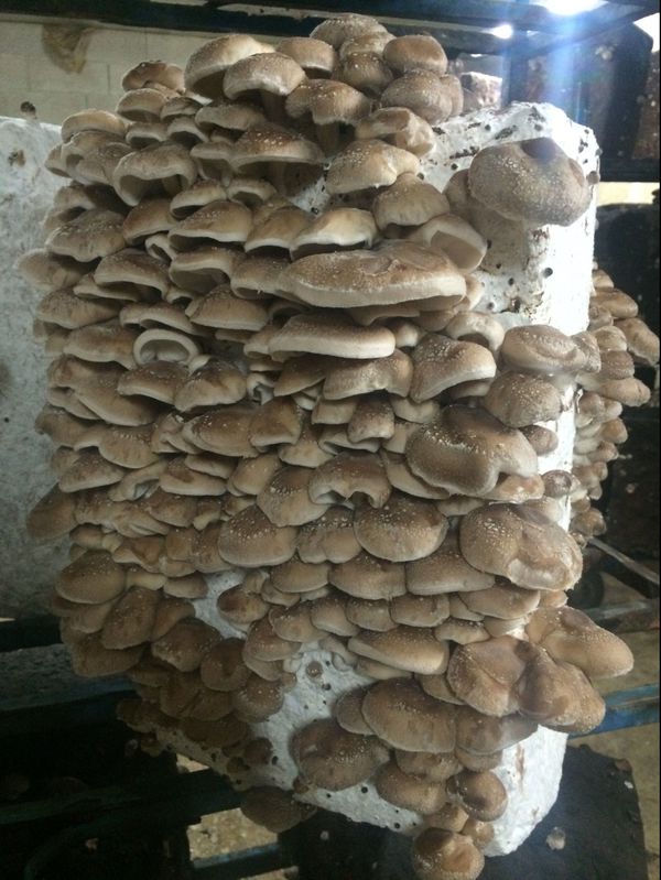 Le shiitake est le deuxième champignon le plus cultivé dans le monde, la Chine en est le plus grand producteur. On le retrouve facilement sur les tablettes d'épicerie, souvent sous sa forme séchée.