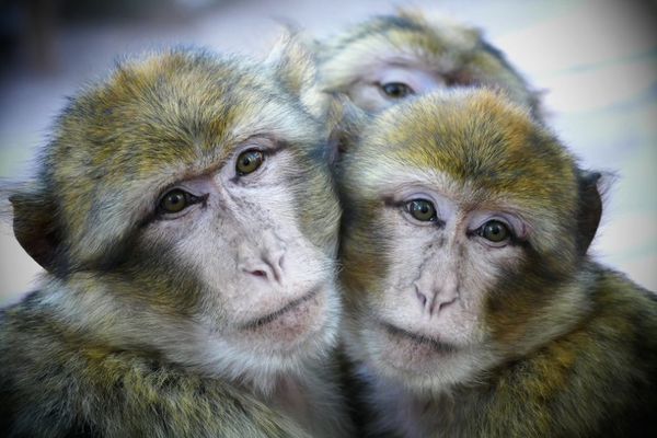 Magot à la Montagne des singes